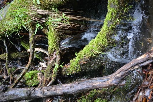 Rajgundha Valley Trek Via Thathi Village
